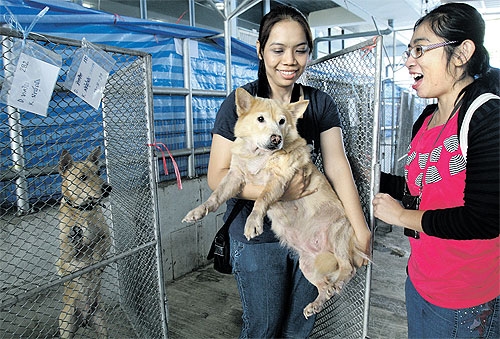 Take back your pets please | Bangkok Post: learning