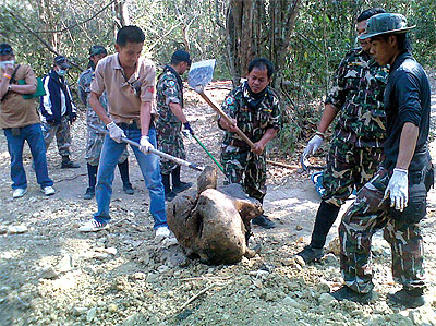Livestock and wildlife authorities examine part of an elephant carcass found in the Kaeng Krachan National Park before removing it for an autopsy.