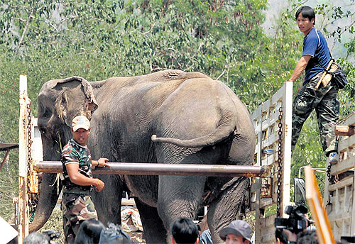 One of 19 elephants seized from an elephant kraal in Kanchanaburiâ€™s Sai Yok district by officers from the Department of National Parks, Wildlife and Plant Conservation. A team from the department seized the elephants because the kraal owner allegedly d