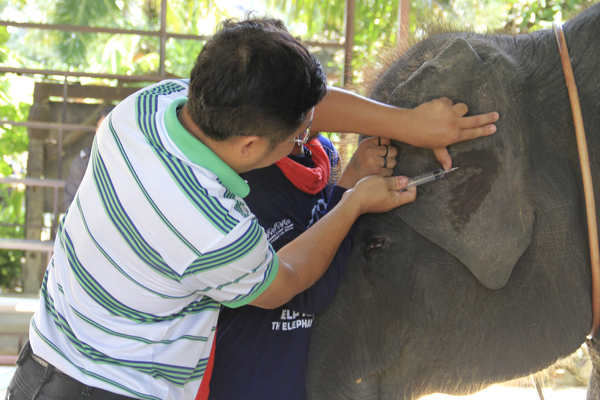 A veterinarian takes a blood sample from a seized elephant at an elephant camp on Phuket Island on Wednesday. Authorities confiscated 16 unregistered elephants from several elephant camps at tourist spots