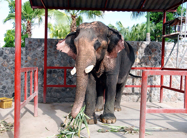 Plai Boonmee is recovering at his residence in Hua Hin. 