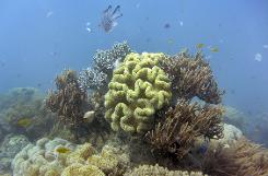 Plan won't save Great Barrier Reef: Australian scientists