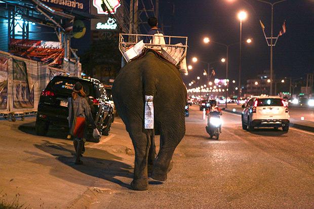 A mahout, taken by mahouts, was roaming the street in front of Amata Nakorn Industrial Estate in Chon Buri in January 19 this year.  