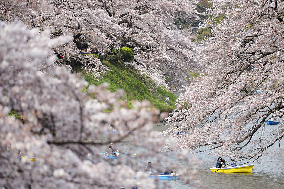 People row boats in the Chidori-ga-fuchi Moat near the Imperial Palace on March 31.