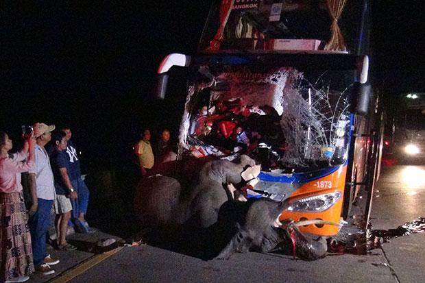A male elephant, 8, is killed after being hit by an interprovincial bus in Hang Chat district, Lampang province, on late Friday night. The bus driver was badly hurt while other passengers were unhurt.