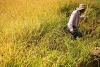 Rice harvest prompts wary sales