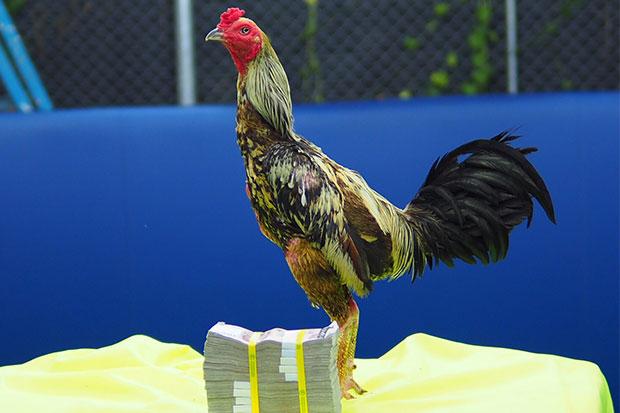 29,000 USD for a 3-time winner gamecock rooster – Cockfighting From All  Over The World – Gameness til the End