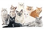 Cats So Cute: 1st TICA Thailand Cat Show