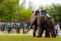 Elephant Polo Tournament